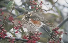  ??  ?? A redwing among cotoneaste­r berries.