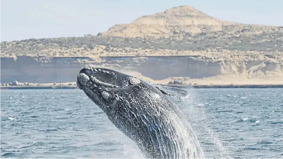  ?? D. FELDMAN ?? Franca Austral. Una ballena frente a Puerto Pirámide, tesoro turístico ubicado a 100 kilómetros del lugar donde se instalaría la planta.