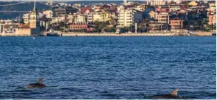  ?? -AFP ?? Dolphins swim in the straits of the Bosphorus where sea traffic has nearly come to a halt on April 25, 2020, as Turkish government announced a four-day curfew to prevent the spread of the epidemic COVID-19 caused by the novel coronaviru­s