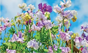  ?? ?? Prized: Sweet pea Lathyrus odoratus Blue Ripple has an intense perfume