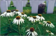  ?? CP PHOTO SEAN KILPATRICK ?? Military grave stones are pictured at a cemetery in Ottawa. A new Veterans Affairs audit has found that tens of thousands of graves across Canada are in disrepair.