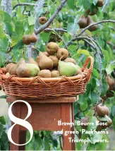  ??  ?? Brown ‘Beurre Bosc’ and green ‘Packham’s Triumph’ pears.