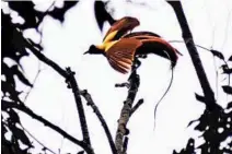  ??  ?? A red bird of paradise clings to a popular mating branch.