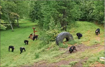  ?? HYOSUB SHIN / HSHIN@AJC.COM ?? A group of female chimps gather and eat their supplement snacks at Project Chimps in Morganton. The population at Project Chimps, which provides lifetime care to former research chimpanzee­s, had grown to 40 this spring, and many more are coming.