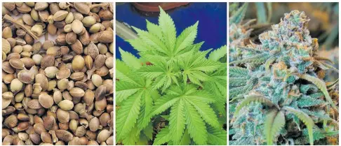  ??  ?? Marijuana seeds (left), a young marijuana plant (middle), and a mature flowering marijuana plant.