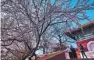  ??  ?? People stroll under the blue sky in a sea of peach blossoms in Beihai Park, Beijing.