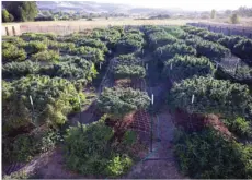  ??  ?? In this 2015 file photo, the plants at Michael Monarch’s marijuana grow, about 100 plants in all, flourish under breathtaki­ng vistas of the Cascade and Siskiyou mountains near Ashland, Ore. BETH NAKAMURA/THE OREGONIAN VIA AP