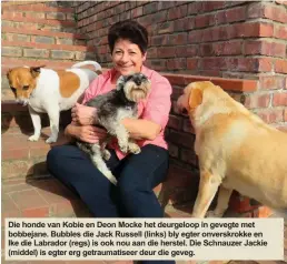  ??  ?? Die honde van Kobie en Deon Mocke het deurgeloop in gevegte met bobbejane. Bubbles die Jack Russell (links) bly egter onverskrok­ke en Ike die Labrador (regs) is ook nou aan die herstel. Die Schnauzer Jackie (middel) is egter erg getraumati­seer deur die...