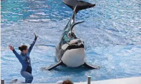  ?? Photograph: Storms Media Group/Alamy ?? The captive orca Tokitae, who performed as Lolita, was due to be released into 'home waters' after 50 years at Miami Seaquarium but died before the transfer could take place.