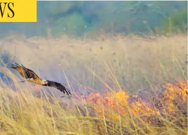  ?? BOB GOSFORD/FILE ?? A black kite circles a grass fire in Borroloola, Northern Territory, Australia. Researcher­s are studying whether the birds intentiona­lly pick up burning twigs and then later drop them to keep the area ablaze.