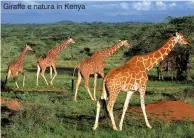  ??  ?? Giraffe e natura in Kenya