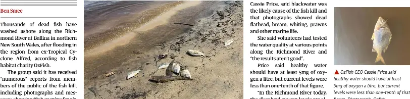 Thousands of fish die in cyclone-hit northern rivers amid reports of ...