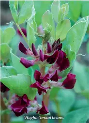  ??  ?? ‘Hughie’ broad beans.