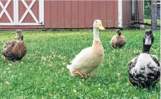  ?? UNSPLASH ?? Krista Patriquin of Beaverbank, N.S., said although the bottle of Blue Dawn does have a picture of a duck on it, it should not be used to clean the birds unless they have been in an oil spill.