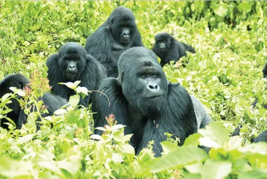  ?? REUTERS ?? Solo quedan 1.060 gorilas en el planeta y son susceptibl­es de infectarse de coronaviru­s