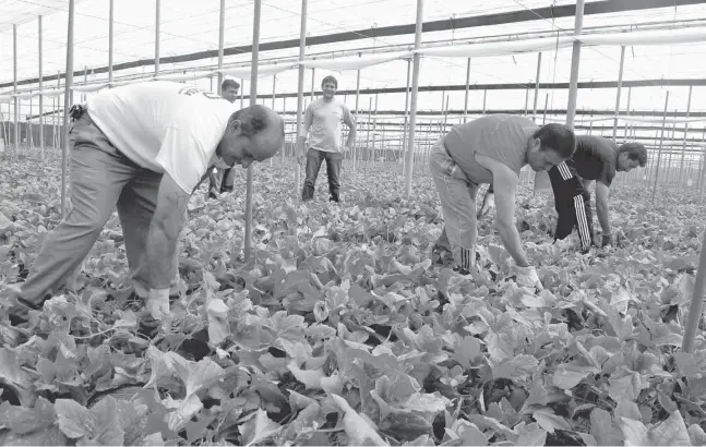  ?? Fotos: CSN-Archiv ?? Die erste „grüne Revolution“in Almerías Landwirtsc­haft ist die Evolution vom konvention­ellen zum so genannten integriert­en Anbau gewesen.