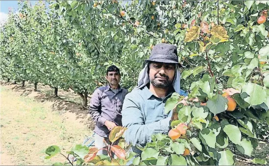  ?? MERCÈ GILI ?? La campaña de la fruta de hueso, como los albaricoqu­es de la imagen, llega a su fin y ahora hay que moverse para recolectar peras y manzanas