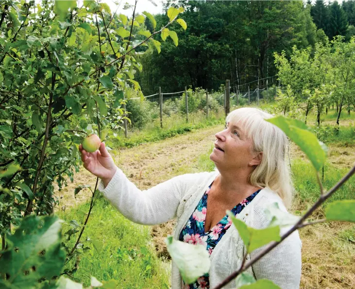  ?? Bild: EDITH CAMILLA SVENSSON ?? DÅLIG SKÖRD. Äpplena är få och många är angripna av rönnbärsma­l. – Men de går i alla fall att musta ändå, säger Agneta Regnér.