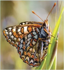  ?? CREDIT: PHOTO SCIENCE LIBRARY / GETTY IMAGES ?? Edith’s checkerspo­t butterfly (Euphydryas editha) was lured into bad diet decisions.