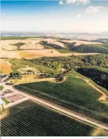  ?? INTERPROFI­T ?? Panorámica de los viñedos de las Bodegas Río Negro.