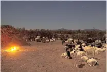  ??  ?? GROWING APPETITE: Livestock inside a Turkana cattle kraal, as food is cooked on a fire.