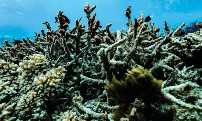  ?? Photograph: Dean Miller/Climate Council ?? Michael Myer, a former board member of the Great Barrier Reef Foundation, says he has concerns about the government’s $44m grant.