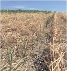  ??  ?? Les mauvaises herbes ont remporté « la bataille de l’eau » contre le maïs, explique Yanick Beauchemin.