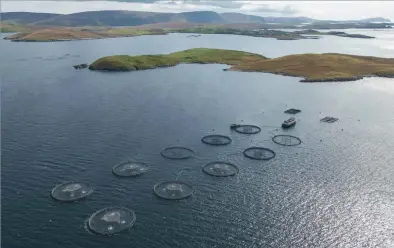  ?? ?? Above: The Shetland farm is now owned by Scottish Sea Farms