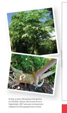  ??  ?? At top, a year-old papaya tree grows on Sanibel. Above, Hurricane Irma is September 2017 was just a temporary setback for this papaya tree’s trunk.