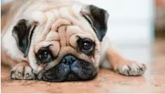  ?? Foto: Nuraann, Fotolia ?? Ein trauriger Blick, ein leises Winseln: Wenn Hunde sich ungerecht behandelt fühlen, dann zeigen sie das auch.