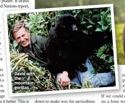  ??  ?? David with the mountain gorillas