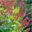  ??  ?? Left to right: Tiny bell-covered spikes of red bistort, Persicaria amplexicau­lis; time for a gentle hoe; sprouting red-veined beetroot leaves; relaxing with tea and fluttering sweet peas.