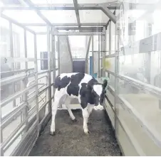  ?? — AFP photos ?? A calf standing inside a holding cell having its gas emissions monitored at the New Zealand Agricultur­al Greenhouse Gas Research Centre in Palmerston North.