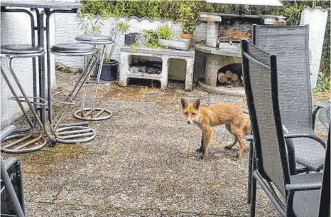  ?? FOTO: RUDI KECK ?? Ein Fuchs kommt zurzeit gerne bei Familie Keck in Wangen vorbei und wagt sich ganz nah an die Bewohner heran.