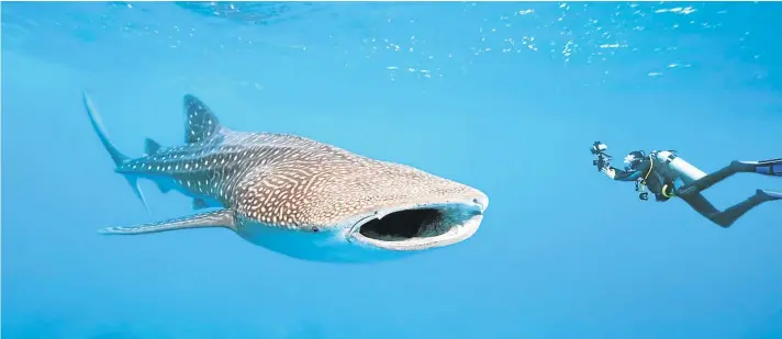  ??  ?? DIVINE DESTINATIO­N: Left, Thanda hospitalit­y and guest relations manager Antigone Meda can also ski; above, a whale shark obliges a diver looking for a close-up; below, a wooden dhow