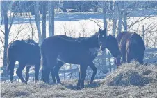  ?? ADAM MACINNIS/THE NEWS ?? Horses at Tulach Ard Farm were in the pasture when a fire broke out Friday.