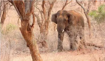  ?? SPECIAL ARRANGEMEN­T ?? The elephant, aged about 20 to 25, had strayed away from the main herd in Pennagaram Range forest area to Palacode range limits of Dharmapuri division.