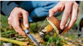  ?? FOTO: ROBERT GÜNTHER/DPA ?? Beim Pilze sammeln ist Vorsicht geboten, damit es nach dem Verzehr keine böse Überraschu­ng gibt. Das Universitä­tsklinikum Homburg hat in diesem Herbst ungewöhnli­ch viele Pilzvergif­tungen registrier­t.