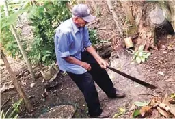  ?? CORTESÍA DE MIGUEL A. NÚÑEZ ?? Hábitos. Nunca ha sido adicto a la comida, aunque tiene predilecci­ón por las carnes. Se acuesta con las gallinas, a las 8:00 y se levanta a las 4:00 de la mañana.