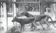  ?? PROVIDED BY AGENCE FRANCE-PRESSE ?? This handout photograph shows Tasmanian tigers, or thylacines, photograph­ed at Beaumaris Zoo in Hobart in Australia’s Tasmania state in 1918.