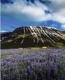  ?? JöRGEN ULVSGäRD
FOTO: TT/ ?? ■Västra Island är den äldsta delen av landet och saknar vulkaner. Naturen har en inbyggd dramatik som genomsyrar allt och alla.