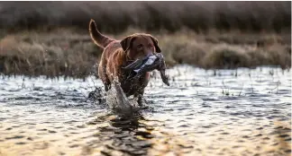  ?? ?? There is a risk dogs could pick-up diseased birds, so wildfowler­s are advised to carry latex gloves