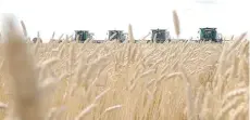  ?? TROY FLEECE/REGINA LEADER-POST FILES ?? Lower costs make wheat attractive amid falling prices for grains and oilseeds, says analyst Ken Ball.