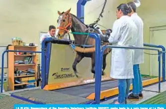  ??  ?? LA PLATA: Researcher­s of the Genetics Veterinary Institute (IGEVET) make tests to a polo horse at La Plata University in La Plata, Argentina. Researcher­s in Argentina seek to identify the genome of the Argentine polo horse, considered as the best in the world. — AFP