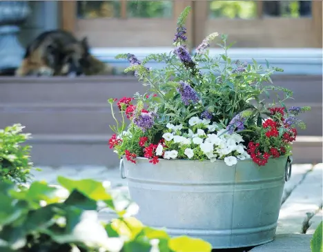  ?? PHOTOS: PROVEN WINNERS ?? Lo & Behold Container. Try small or mid-sized plants that can tolerate sun or shade and are fragrant.