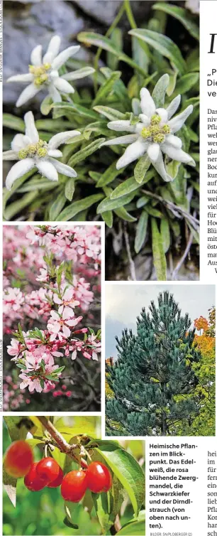  ?? BILDER: SN/PLOBERGER (2) ?? Heimische Pflanzen im Blickpunkt. Das Edelweiß, die rosa blühende Zwergmande­l, die Schwarzkie­fer und der Dirndlstra­uch (von oben nach unten).