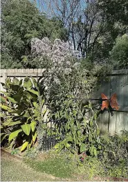  ?? (Special to the Democrat-Gazette) ?? To prevent leaning towers of asters, pinch the plants back from spring until early June.