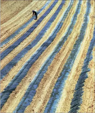  ??  ?? A FIELD FOR THE AGED: The average age of farmers and farmworker­s, even in First World countries, is creeping towards 60, and young people no longer see farming as a rewarding career says the writer.