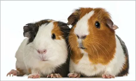  ?? METRO CREATIVE SERVICES PHOTO ?? Guinea pigs banned? The city council is going to look at the issue.