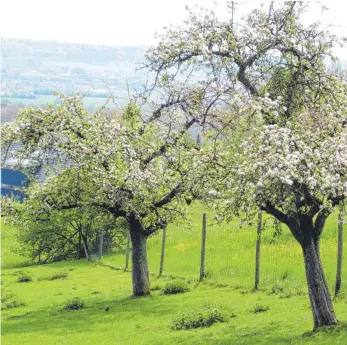  ?? FOTO: NABU-ARCHIV ?? Mit der Aktion „1000 Bäume für Weingarten und Umgebung“kann man sich für eine ökologisch­e Gestaltung der Gärten einsetzen.